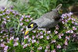 Noisy Miner